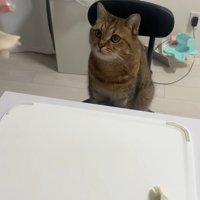 椅子に座っている猫