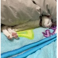 眠る猫