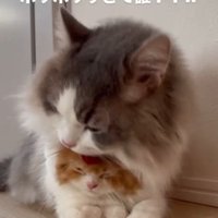 茶白の猫の頭を舐めるグレー白の猫