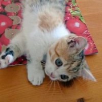 寝転がる子猫