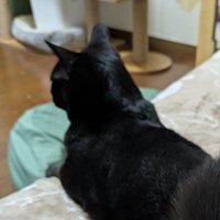 背中を向けた黒猫
