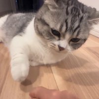 女性の手を見つめる猫