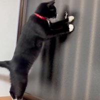 ヤモリに顔を近づける猫