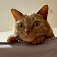 室内にいる猫