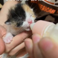 ミルクを飲む子猫