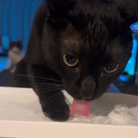 カメラ目線の猫