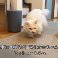 くわえる猫