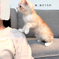 人の肩の近くにいる猫