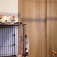 ケージの上を見上げる猫