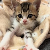 毛布に包まる子猫