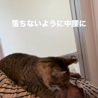 中腰の人の背中に乗る猫