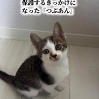 お座りする子猫