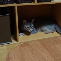 収納家具の棚にいる猫