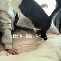 起きた飼い主と飼い主の顔に頭突きをする猫