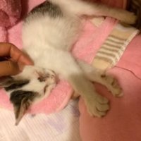 伸びをする子猫