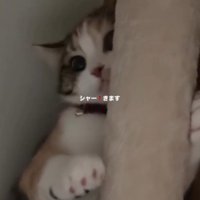 差し出された手に威嚇する猫