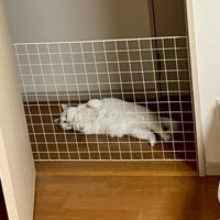 網ごしに寝転がる猫