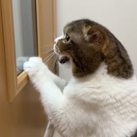横から