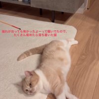 横になる猫