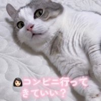 許可を求められる猫
