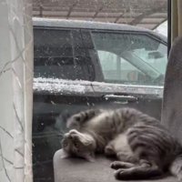 椅子にスリスリする猫