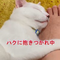 パパさんの足を抱える猫