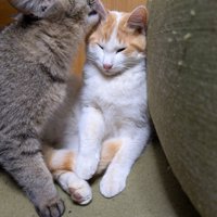 キジトラが茶白の耳を舐める