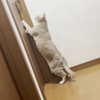 ドアをひっかいている猫