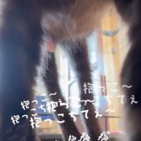 カメラに近づきすぎて、カメラから顔が見切れている黒猫の子猫