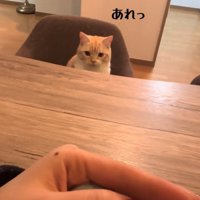 驚いた表情の猫