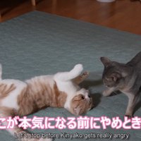 仰向けの猫と立っている猫