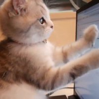パソコン画面を両前足で興味深そうに触る子猫