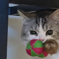 おもちゃを咥えている猫