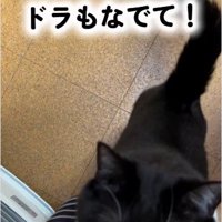 人に抱き着いている猫