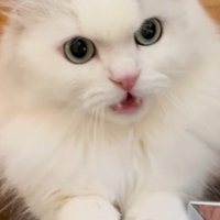 壁を引っ掻きながら鳴くミヌエット