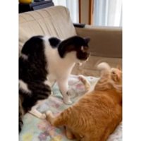 ケンカしている猫