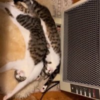 同じポーズの猫2