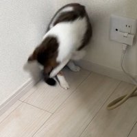 再度しっぽを掴む猫