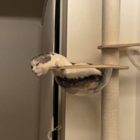 キャットタワーのボウルから身を乗り出すシルバー柄の猫