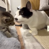 クンクンするケンシロウ