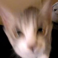 ジャンプするモアレちゃん