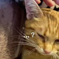 不思議そうな顔をしている猫