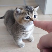 指をかいでいる子猫