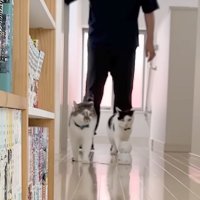 先導する猫たち