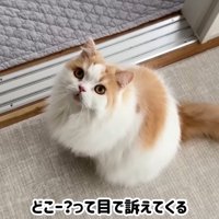 テロップ「どこー？って～」
