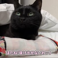 収まる猫