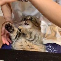 女性の手に前足を伸ばす猫