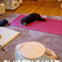 ヨガマットの上で遊んでいる猫