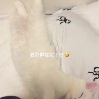 ベッドの上で伸びている子猫