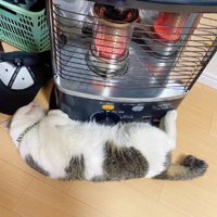 ストーブに張り付いて眠る猫
